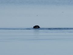 02B A Seal In The Sea Water On Day 5 Of Floe Edge Adventure Nunavut Canada